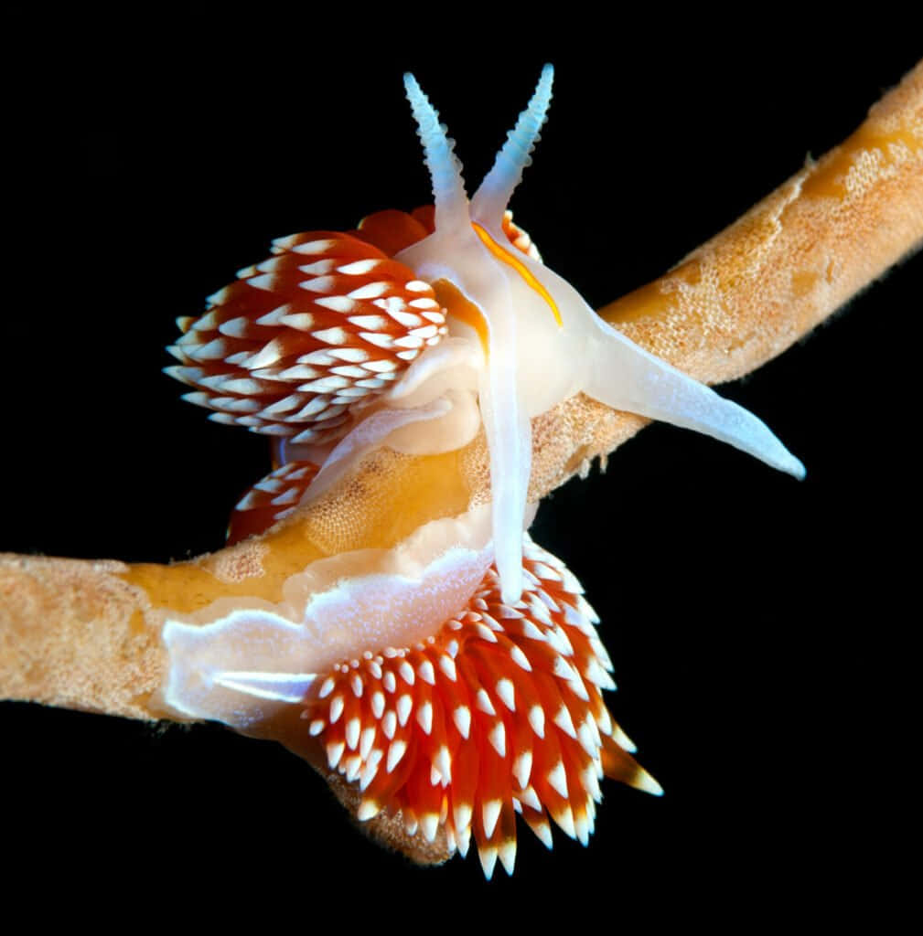 Colorful Sea Slug On Coral Background