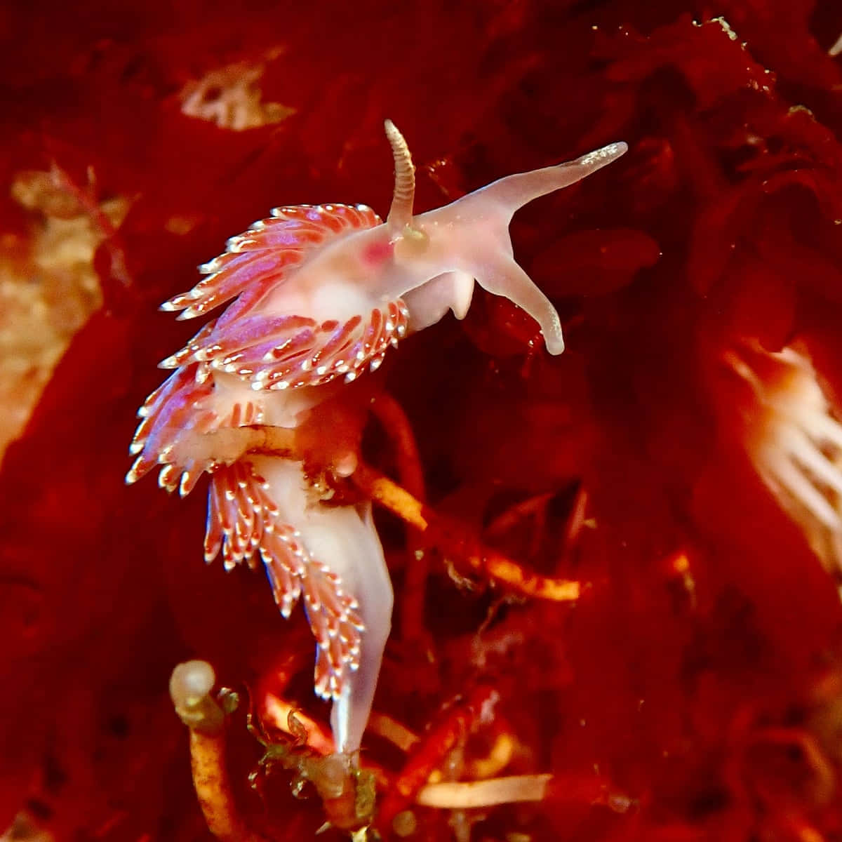 Colorful Sea Slug On Red Algae Background