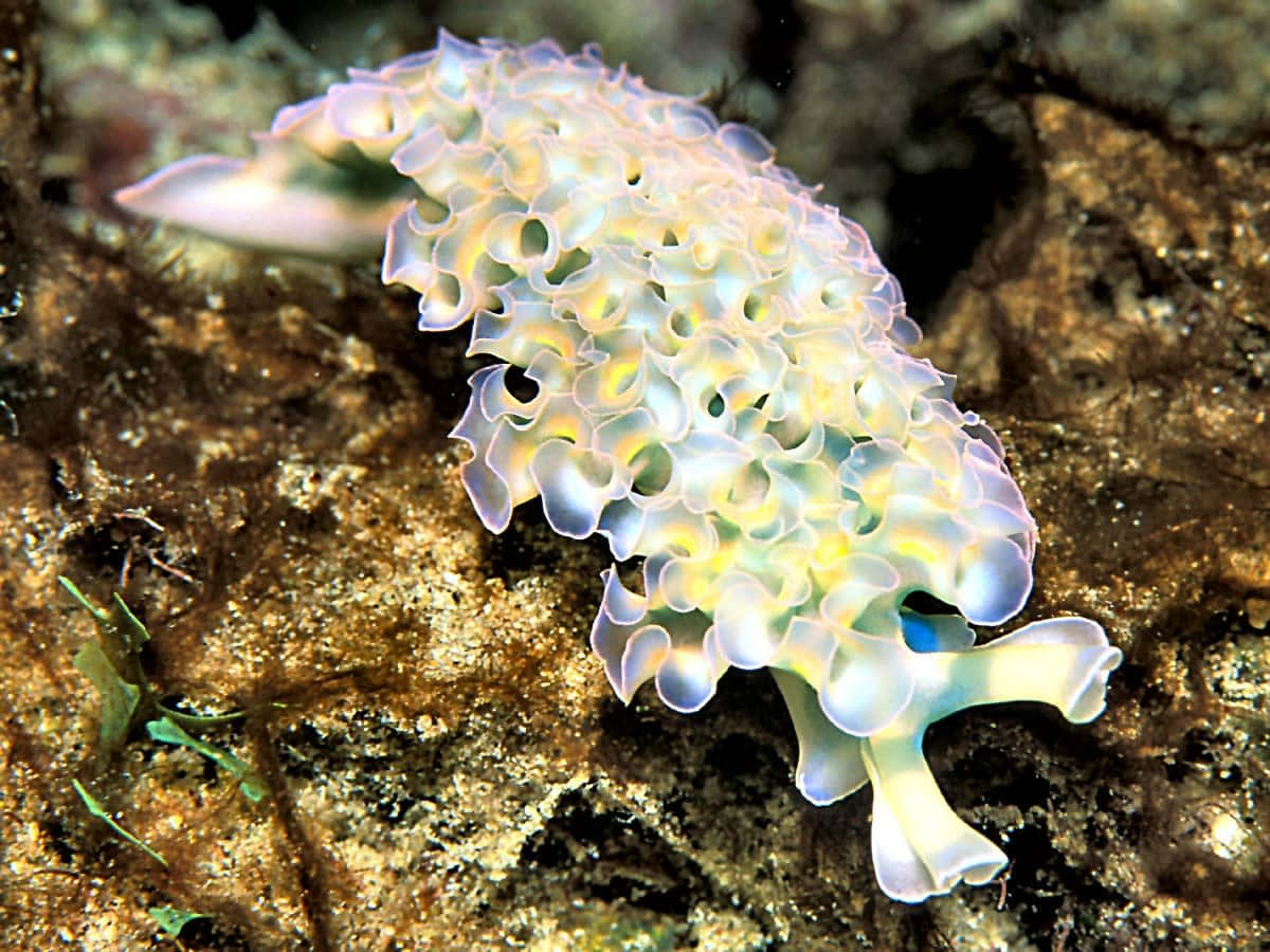 Colorful Sea Slug On Rocky Bed Background