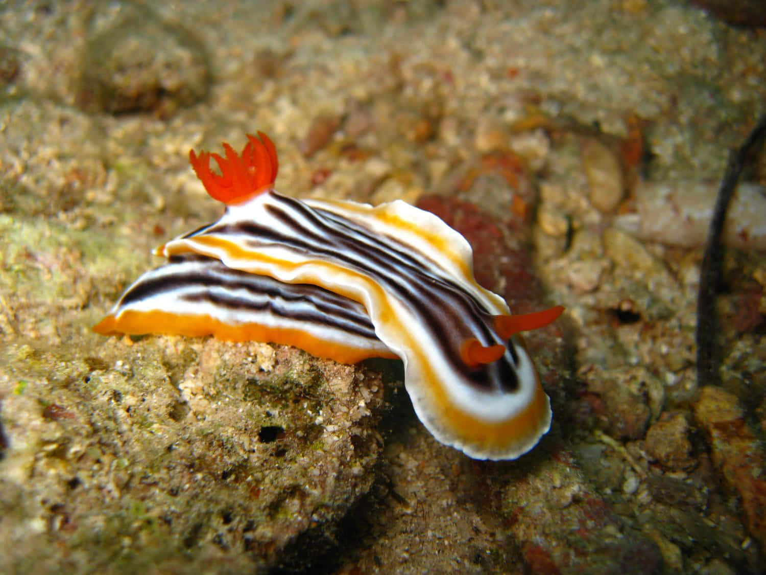 Colorful Sea Slug On Seabed.jpg Background