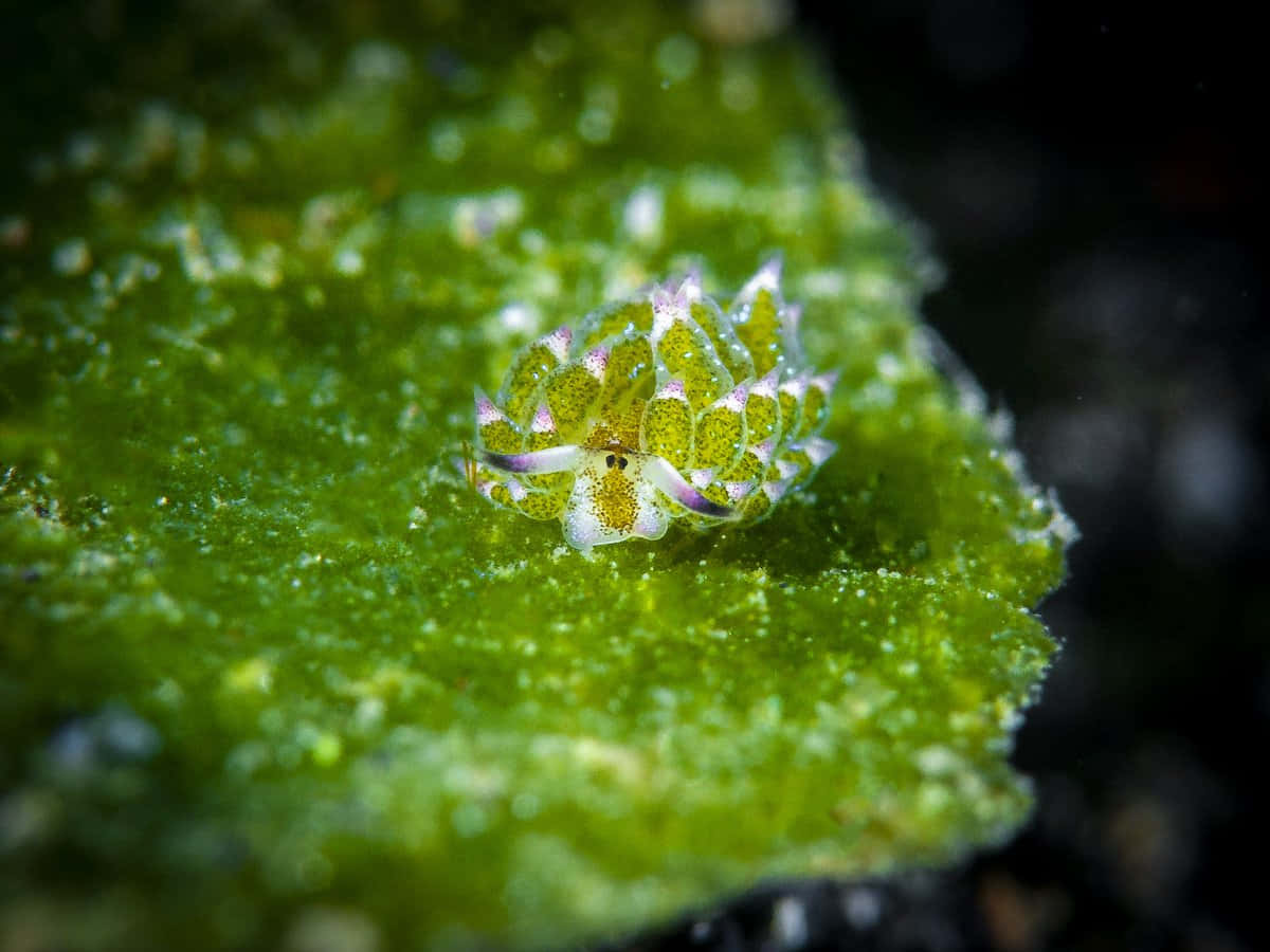 Colorful Sea Slugon Algae Background