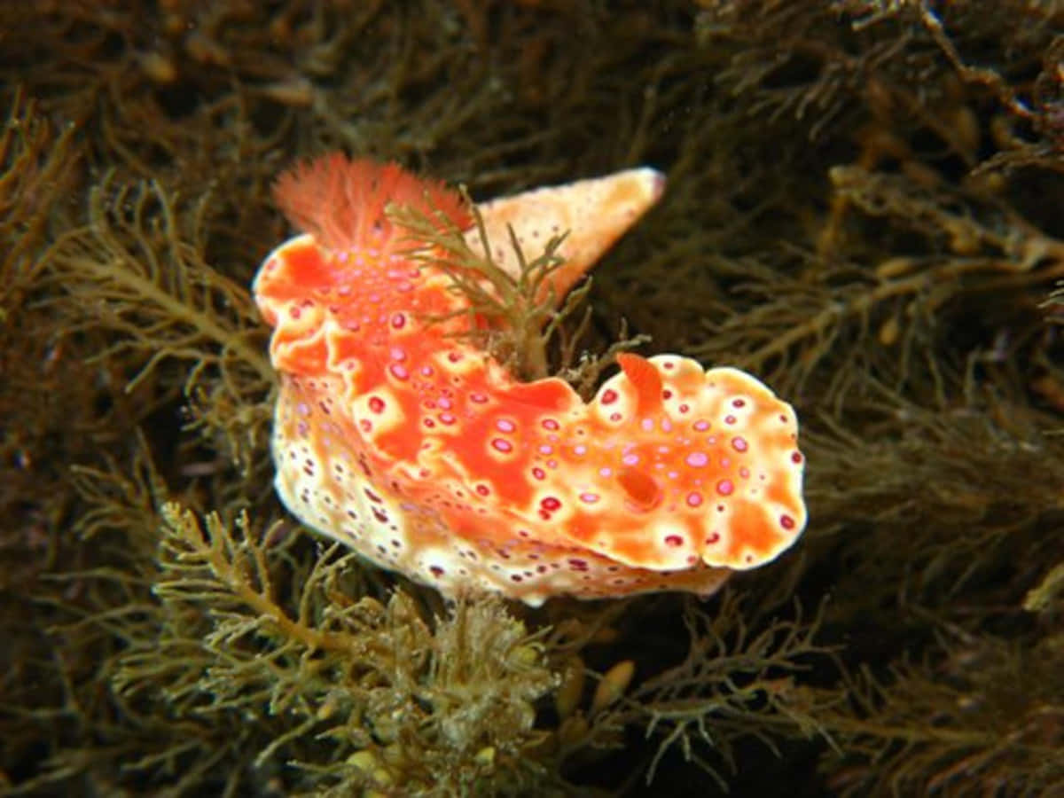 Colorful Sea Slugon Seaweed Background