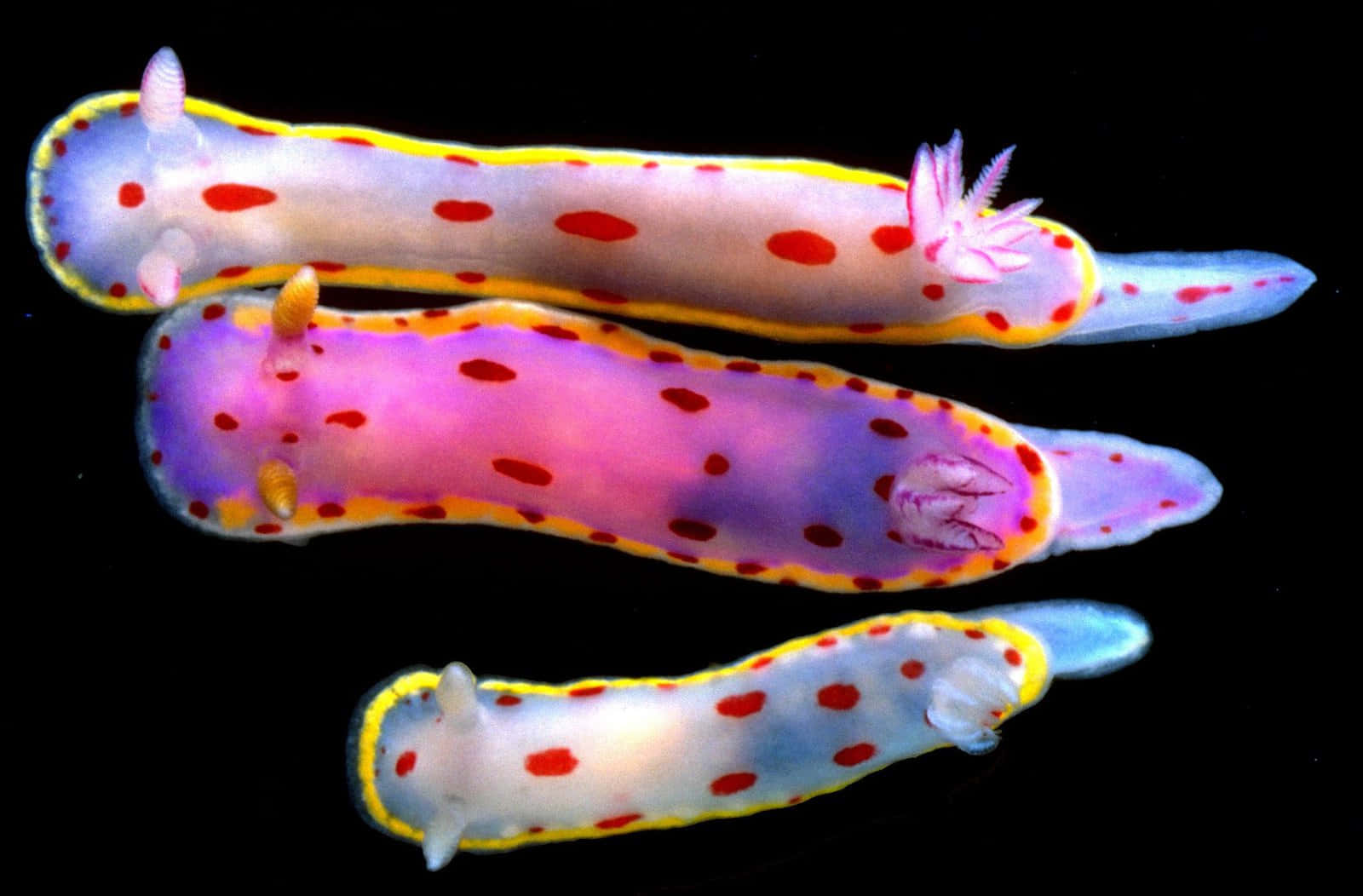 Colorful Sea Slugs Display Background