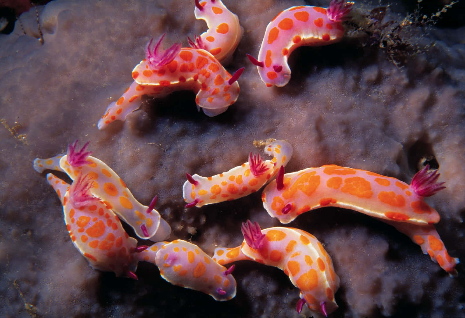 Colorful Sea Slugs On Coral Background