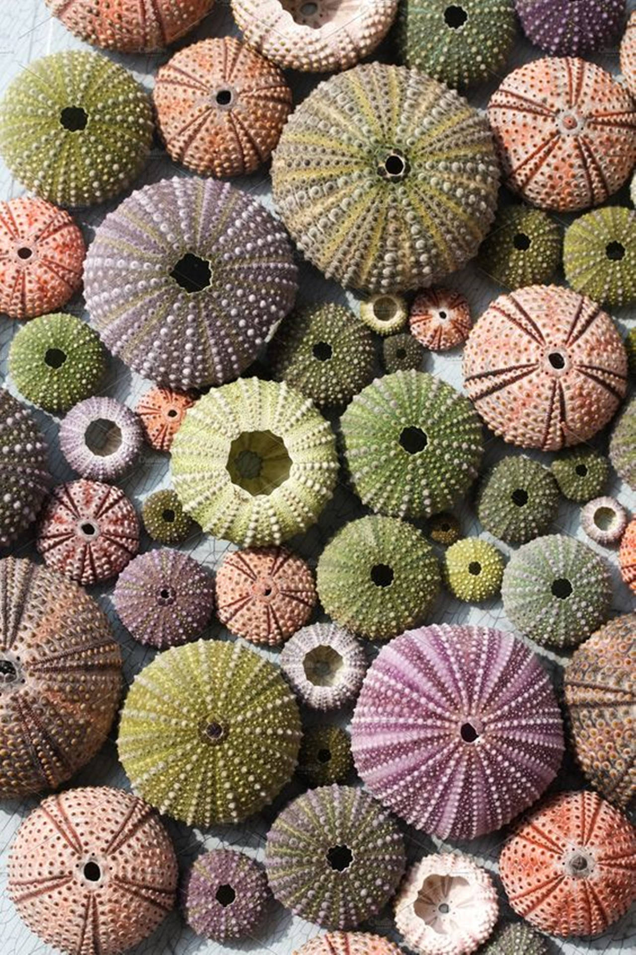 Colorful Sea Urchin Underwater Close-up Background