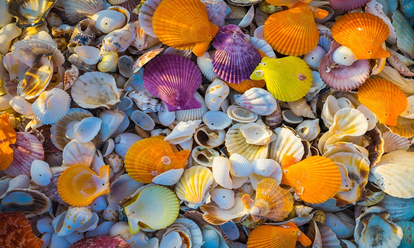 Colorful Seashells From The Ocean Background