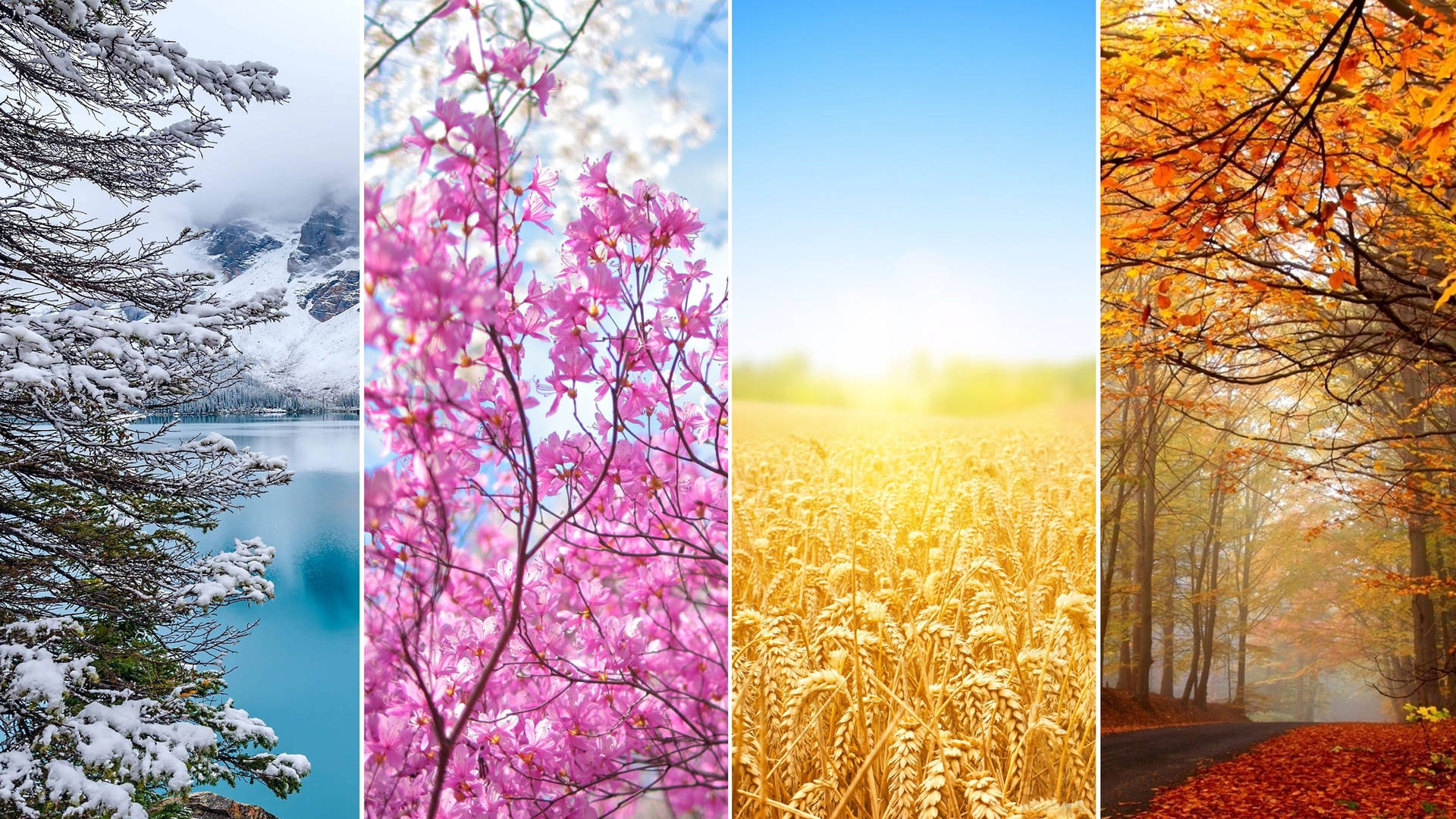 Colorful Seasons Background