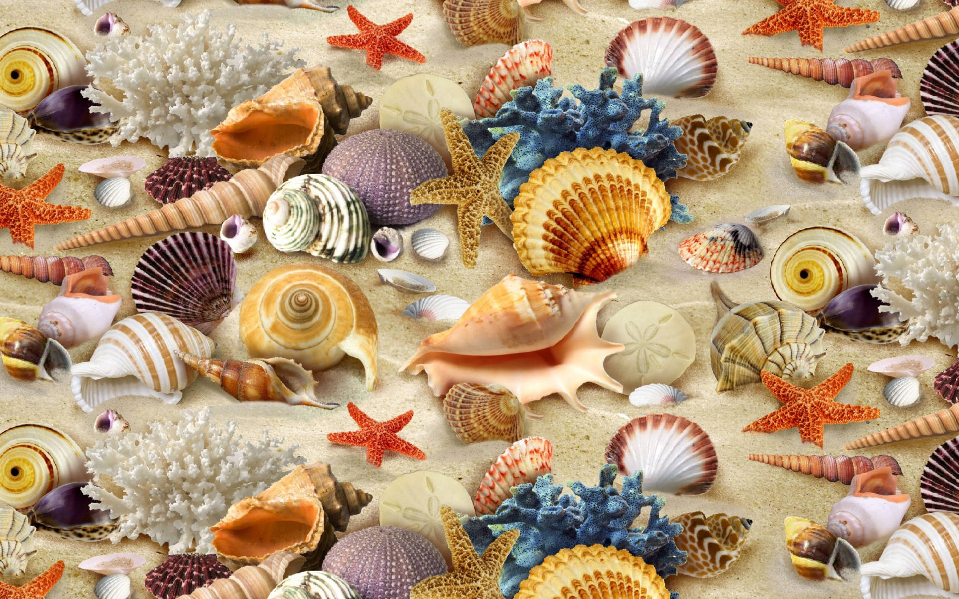 Colorful Shells On Sand Background