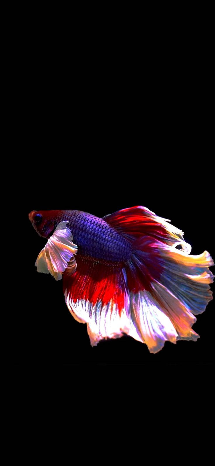 Colorful Siamese Fighting Fish Iphone Background