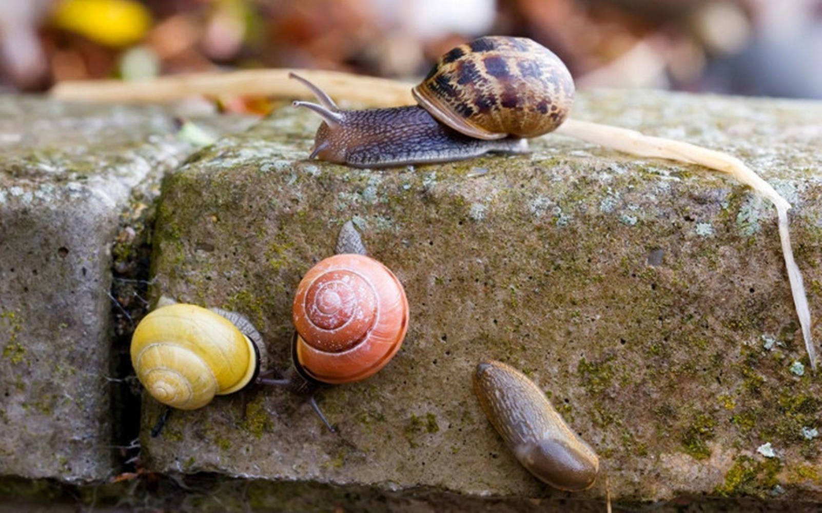 Colorful Snails With Slug Background