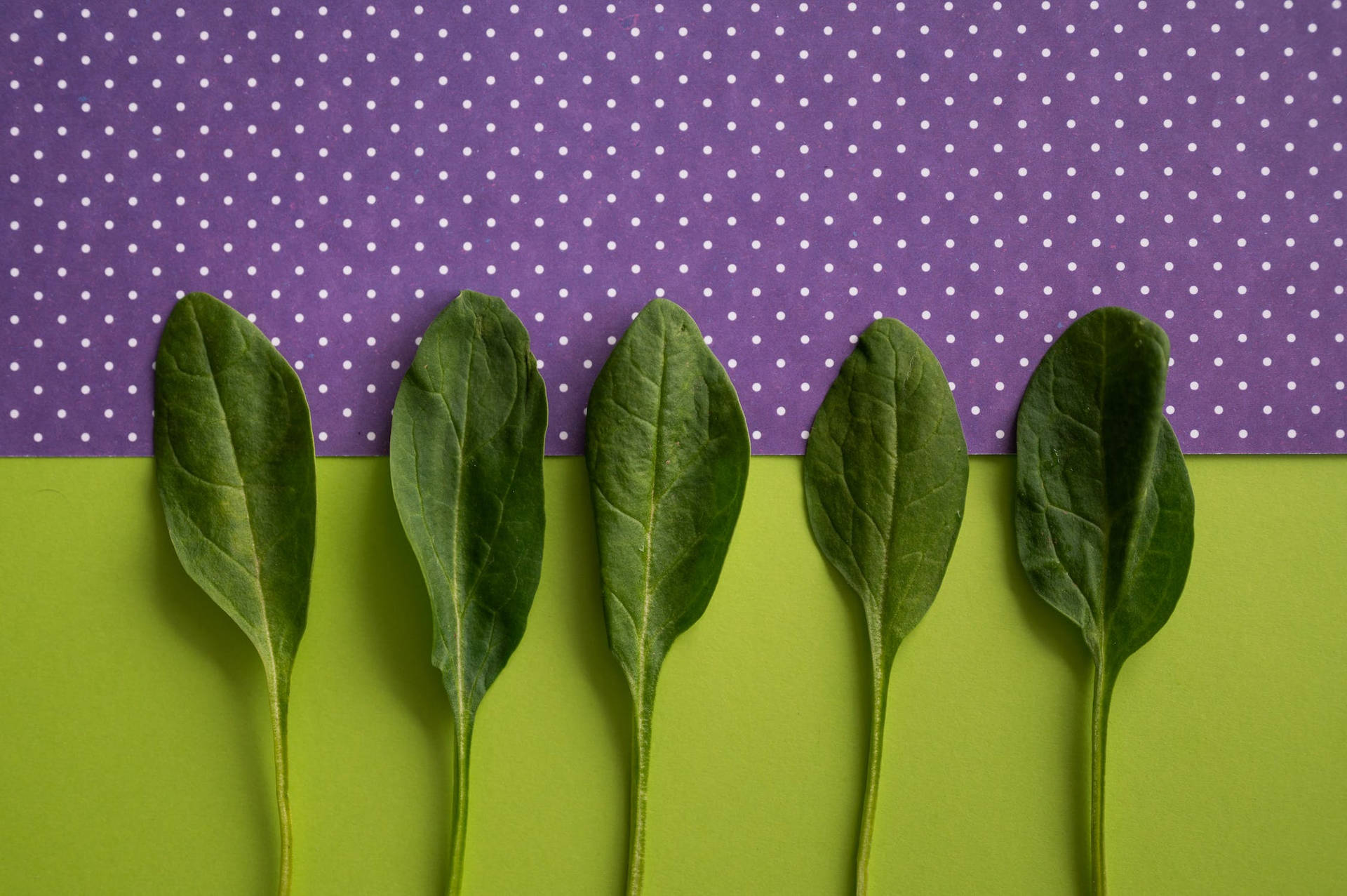 Colorful Spinach Background