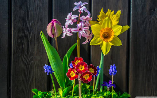 Colorful Spring Flowers Decoration Background