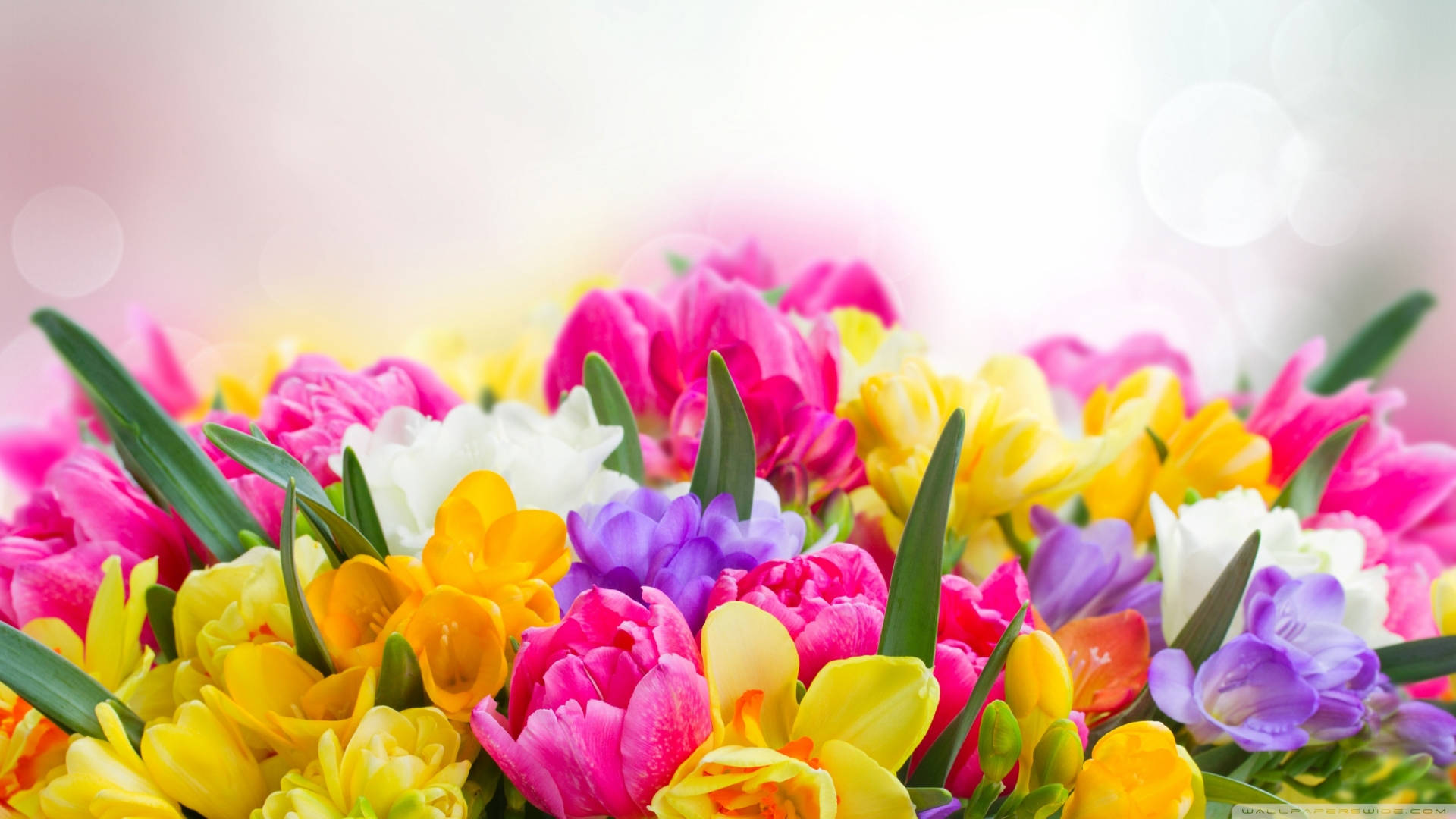 Colorful Spring Flowers Focus Photography Background