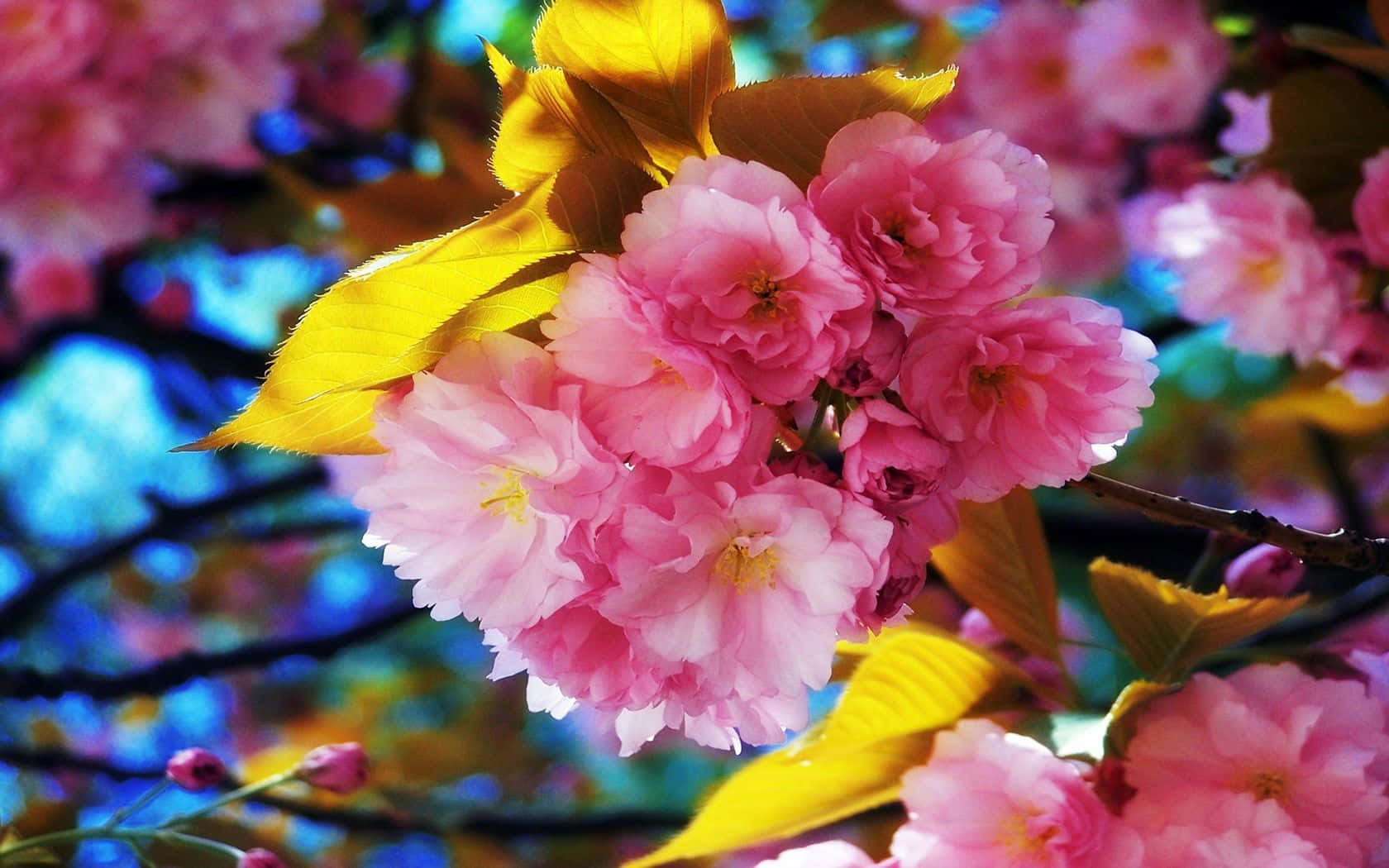 Colorful Spring Flowers In Bloom Background
