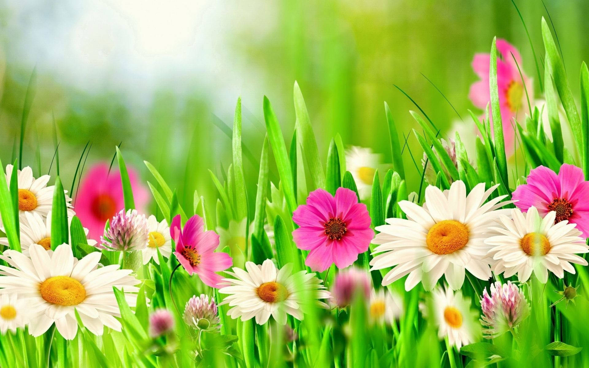 Colorful Spring Flowers Background