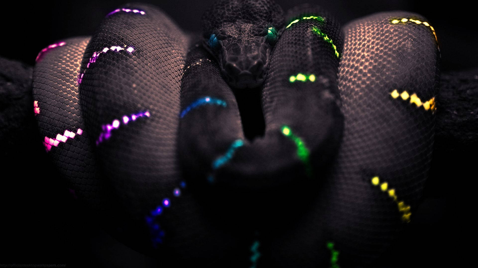 Colorful Striped Black Snake Background