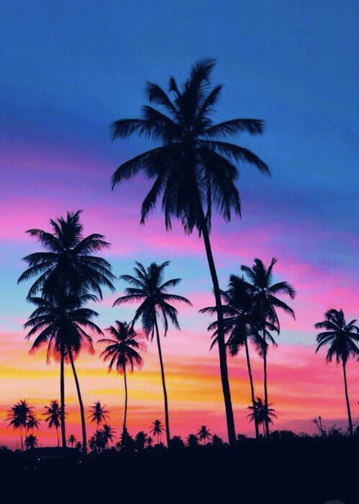 Colorful Sunset With Palm Tree Iphone