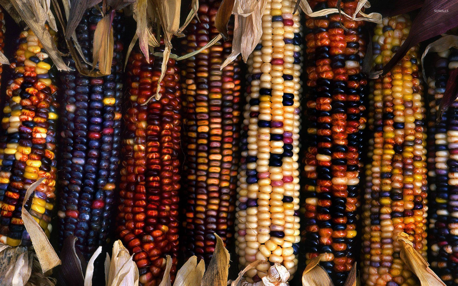 Colorful Sweet Corns