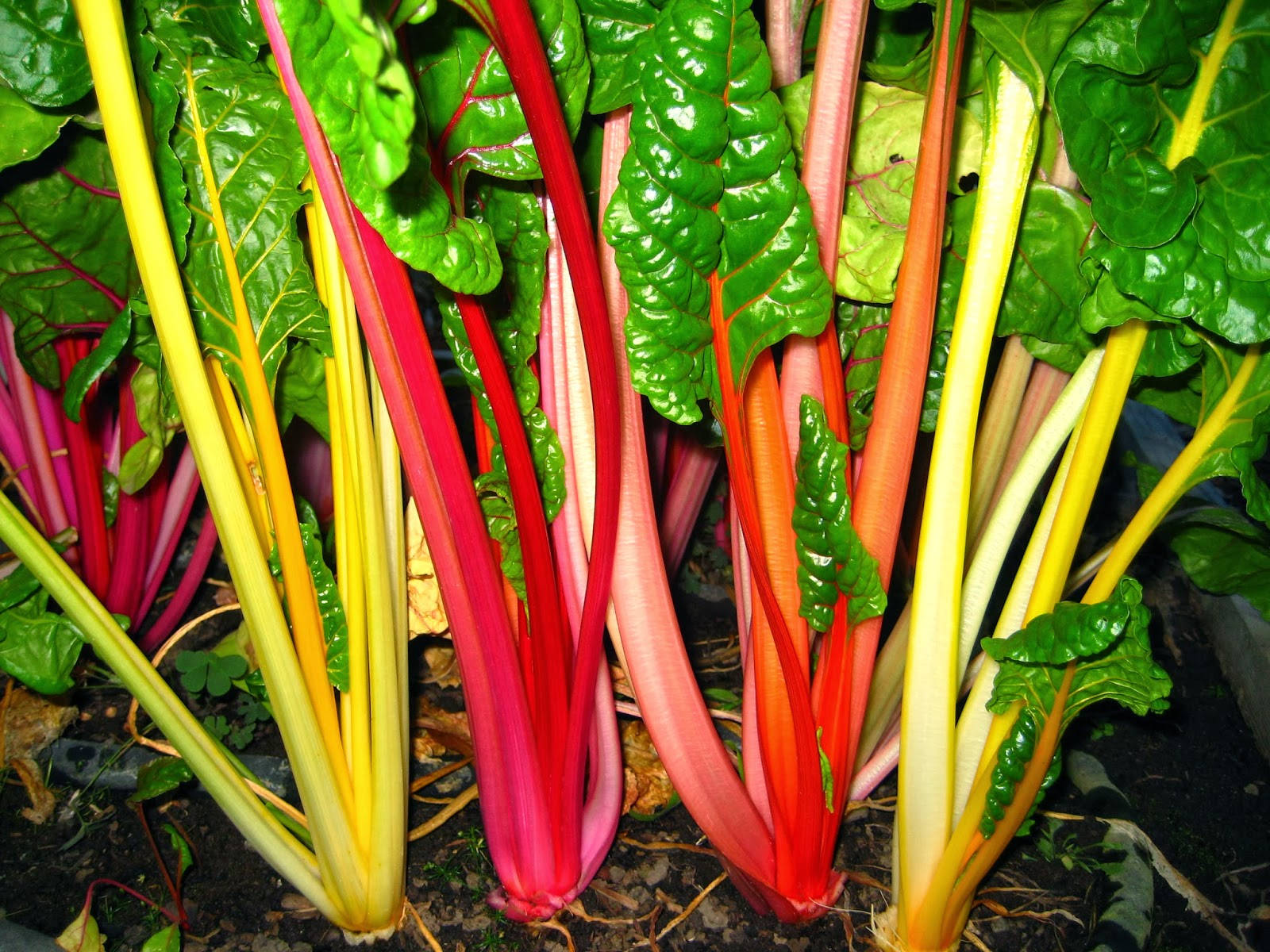 Colorful Swiss Chard Vegetable Plant Background