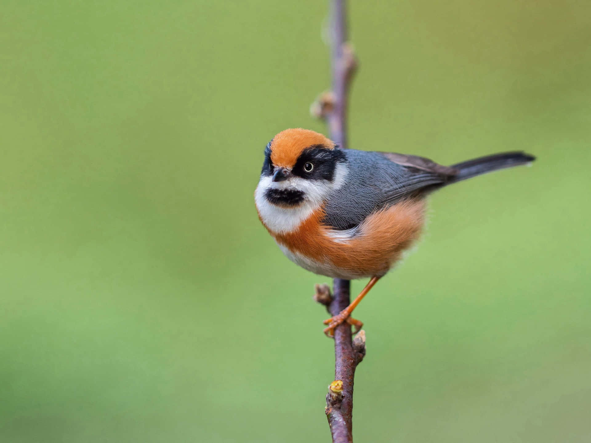 Colorful Titmouseon Branch