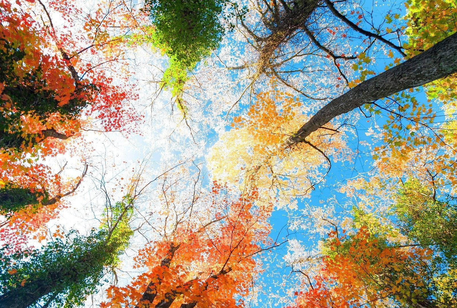 Colorful Trees During Seasons Background