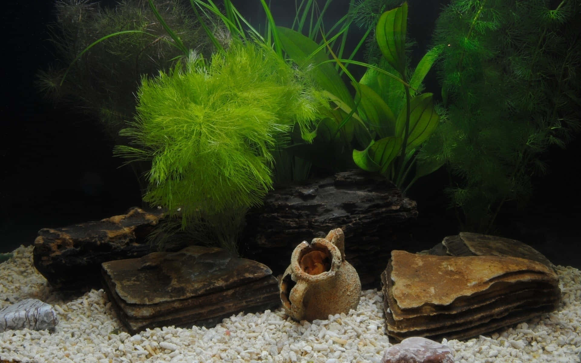 Colorful Tropical Fish Greedily Swimming Around An Aquarium Fish Tank Background