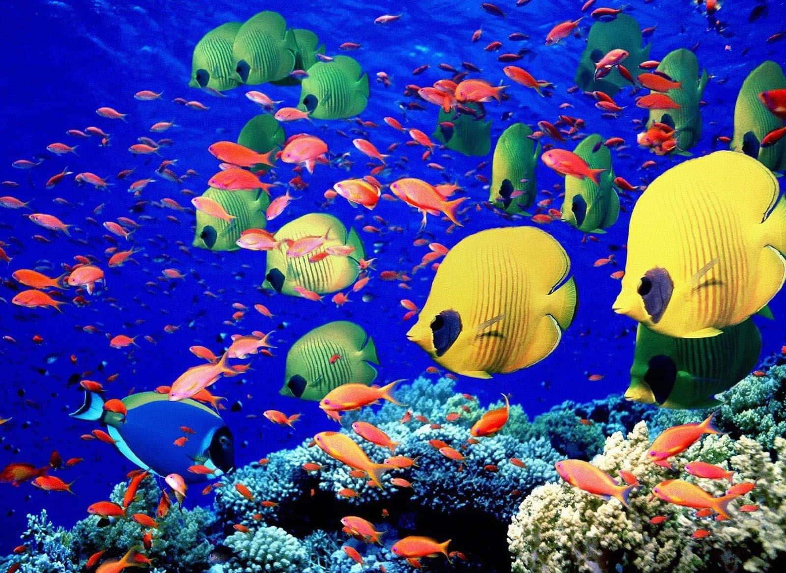 Colorful Tropical Fish On A Coral Reef