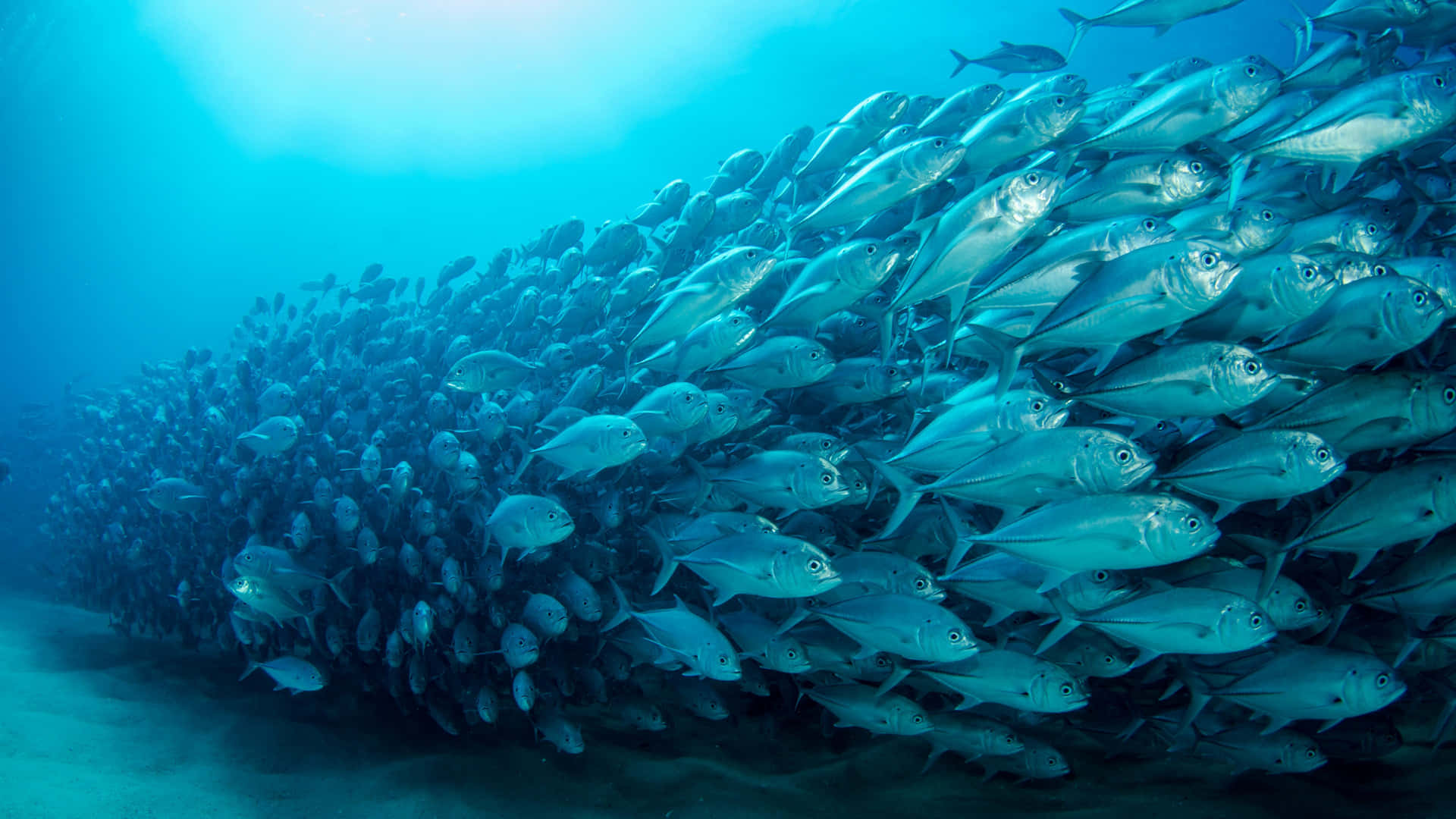 Colorful Tropical Fish Swimming In A Blue Reef Background