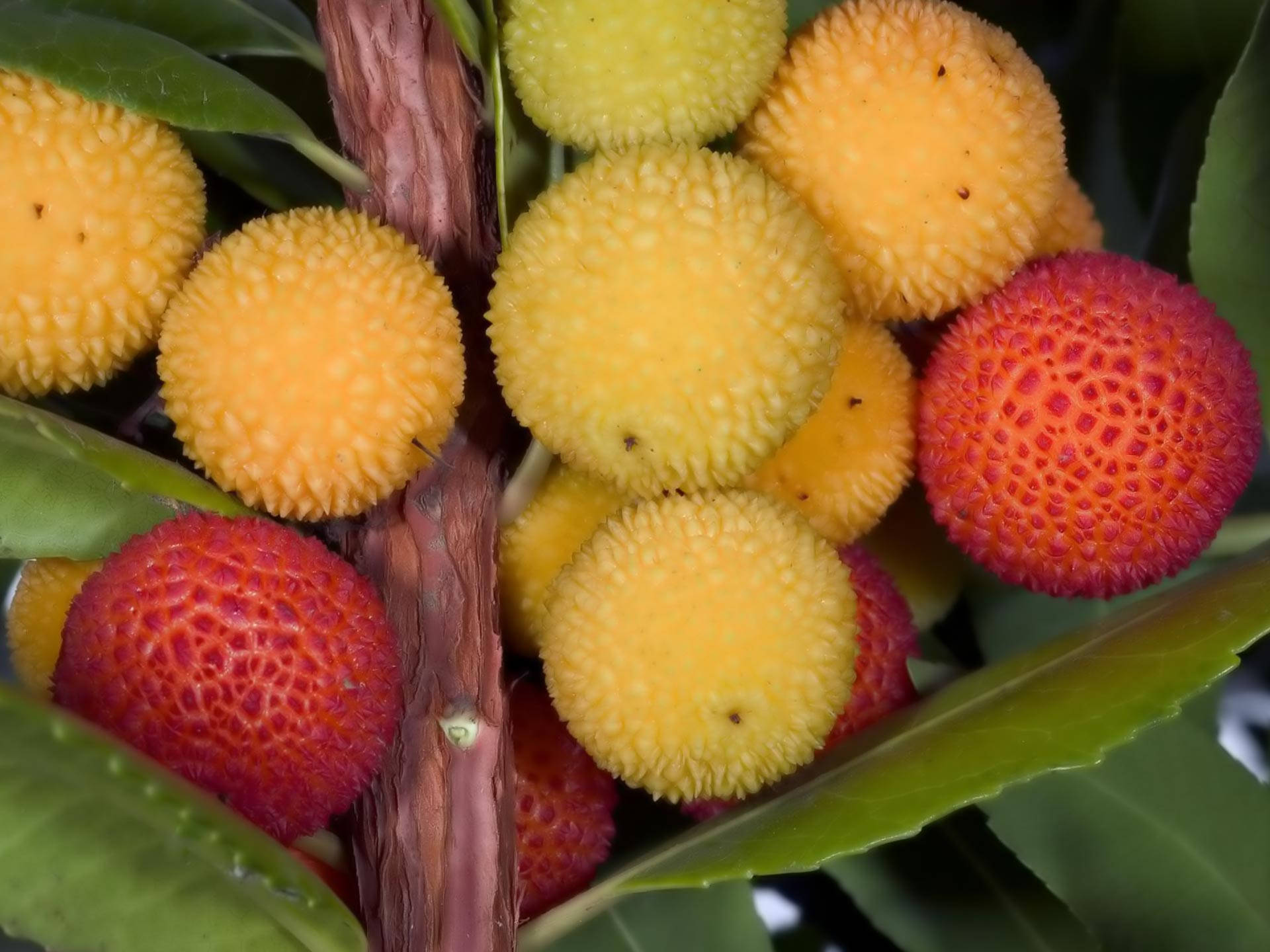 Colorful Tropical Lychee Fruit And Leaves Background