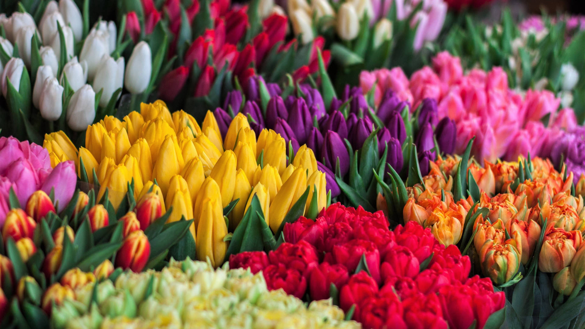 Colorful Tulip Bouquets Full 4k Background