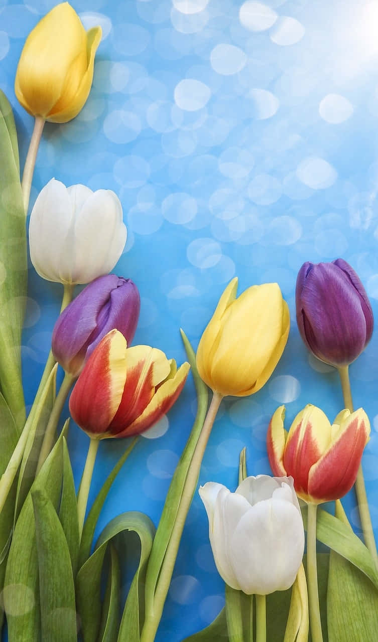 Colorful Tulips Against Blue Background.jpg Background