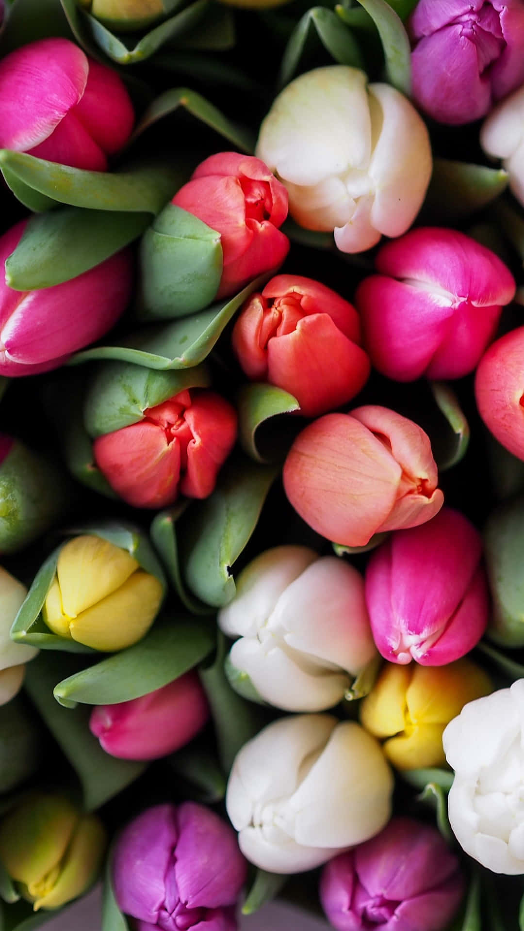 Colorful_ Tulips_ Closeup.jpg Background