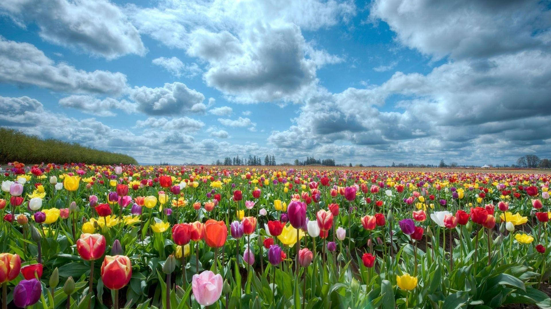 Colorful Tulips Flower Field Background