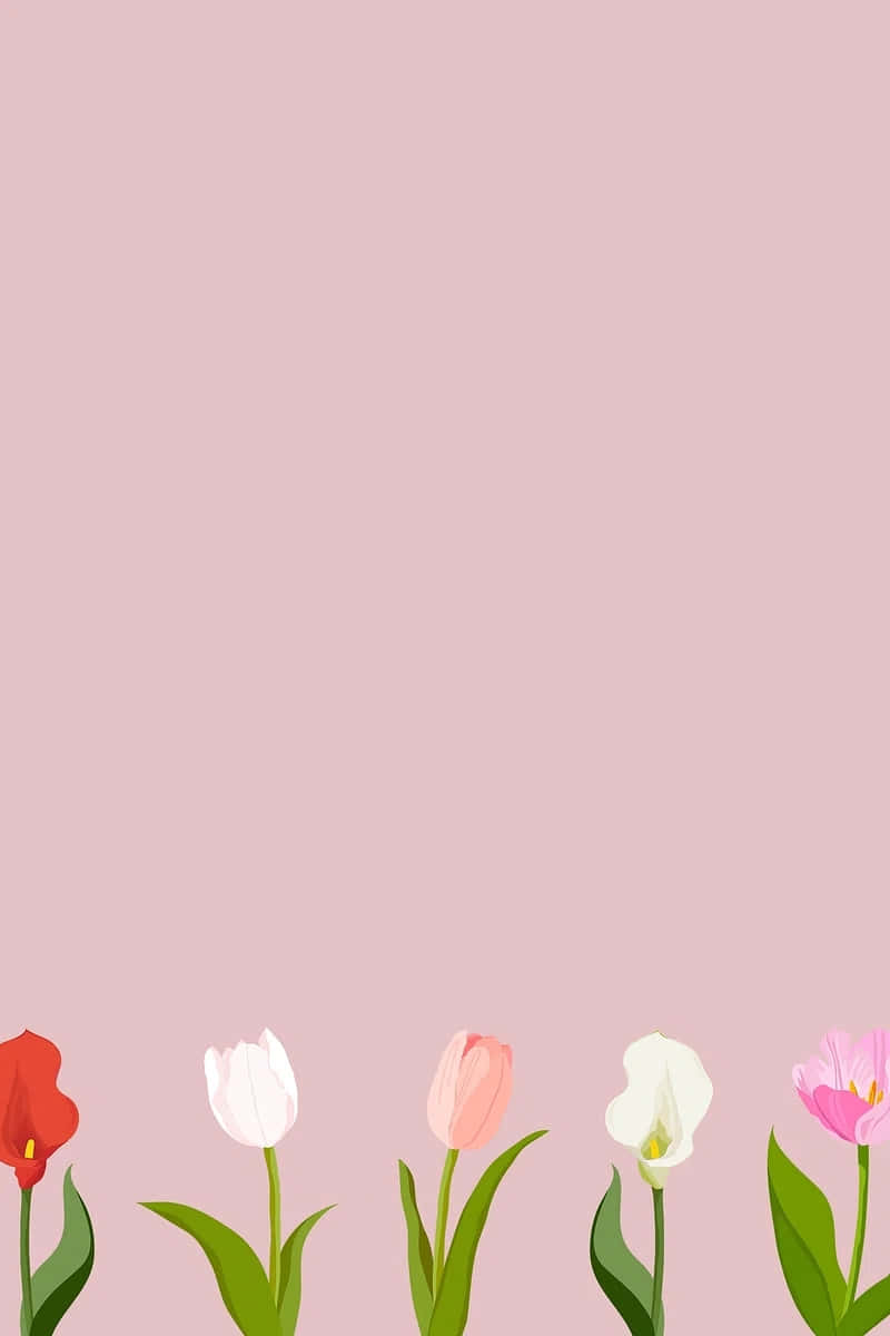 Colorful Tulipson Pink Background Background
