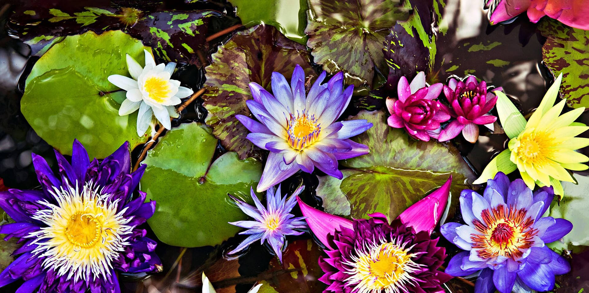 Colorful Water Lily Flowers Background