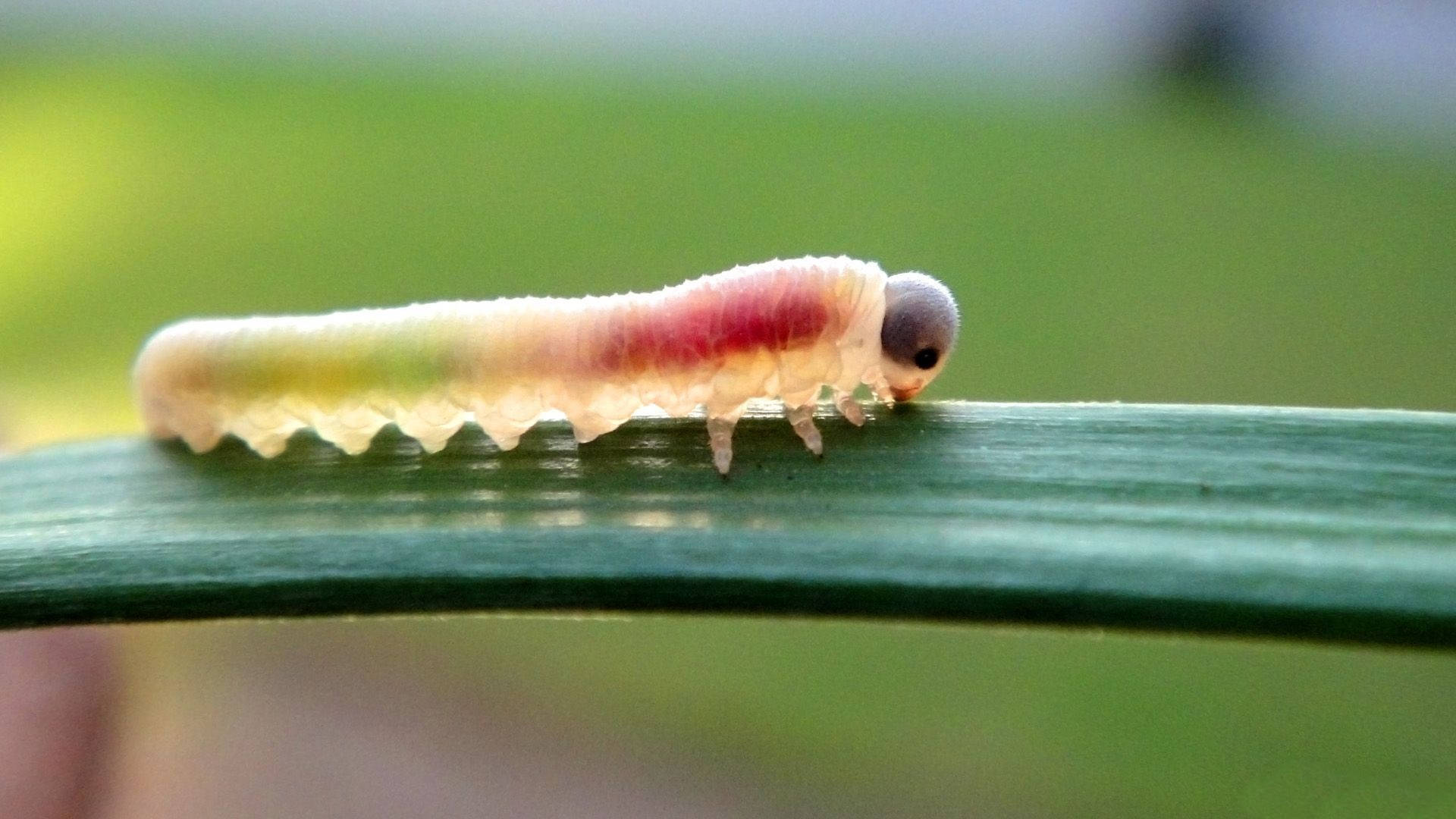 Colorful White Caterpillar Background