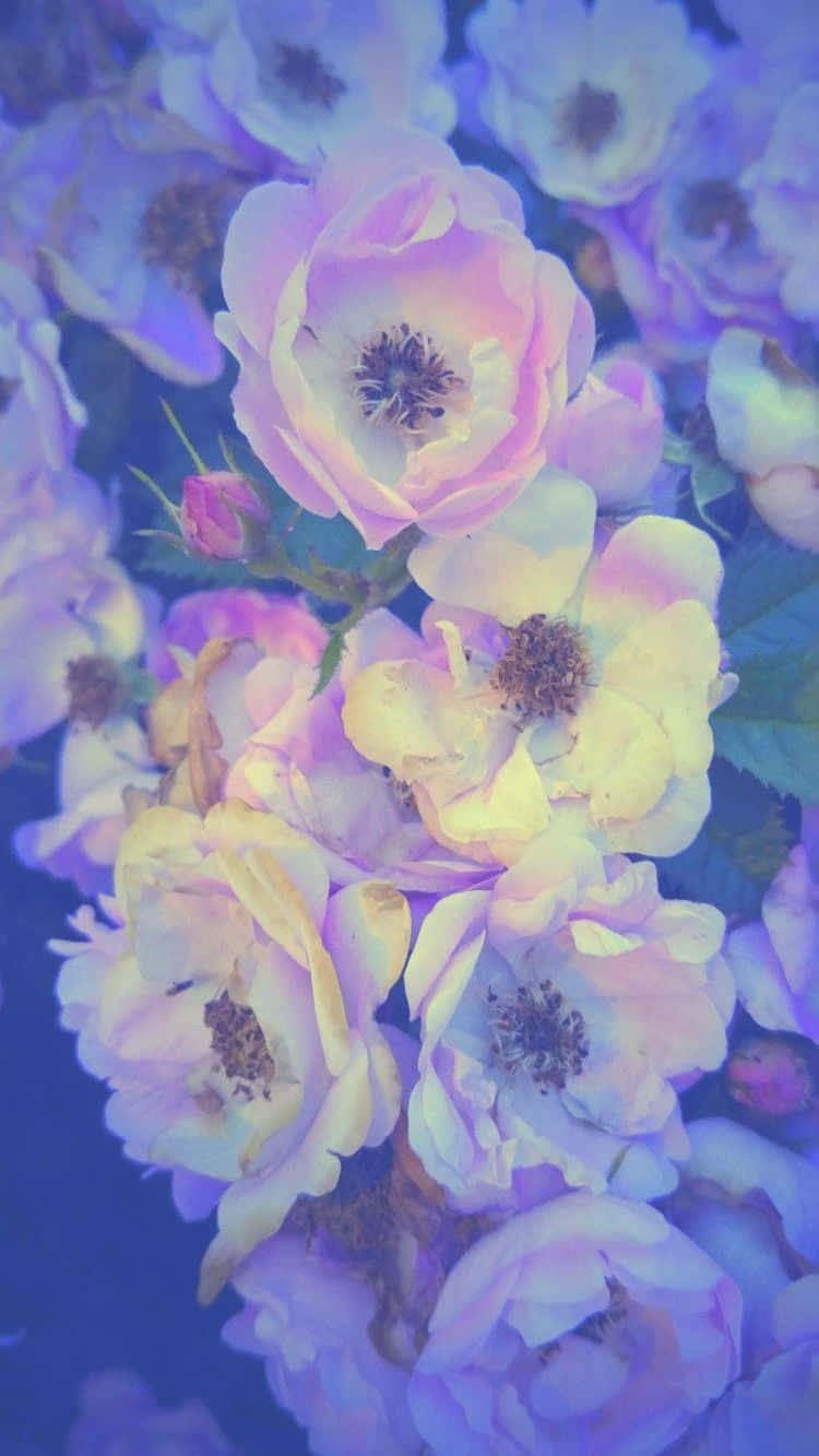 Colorful White Flowers Iphone Background