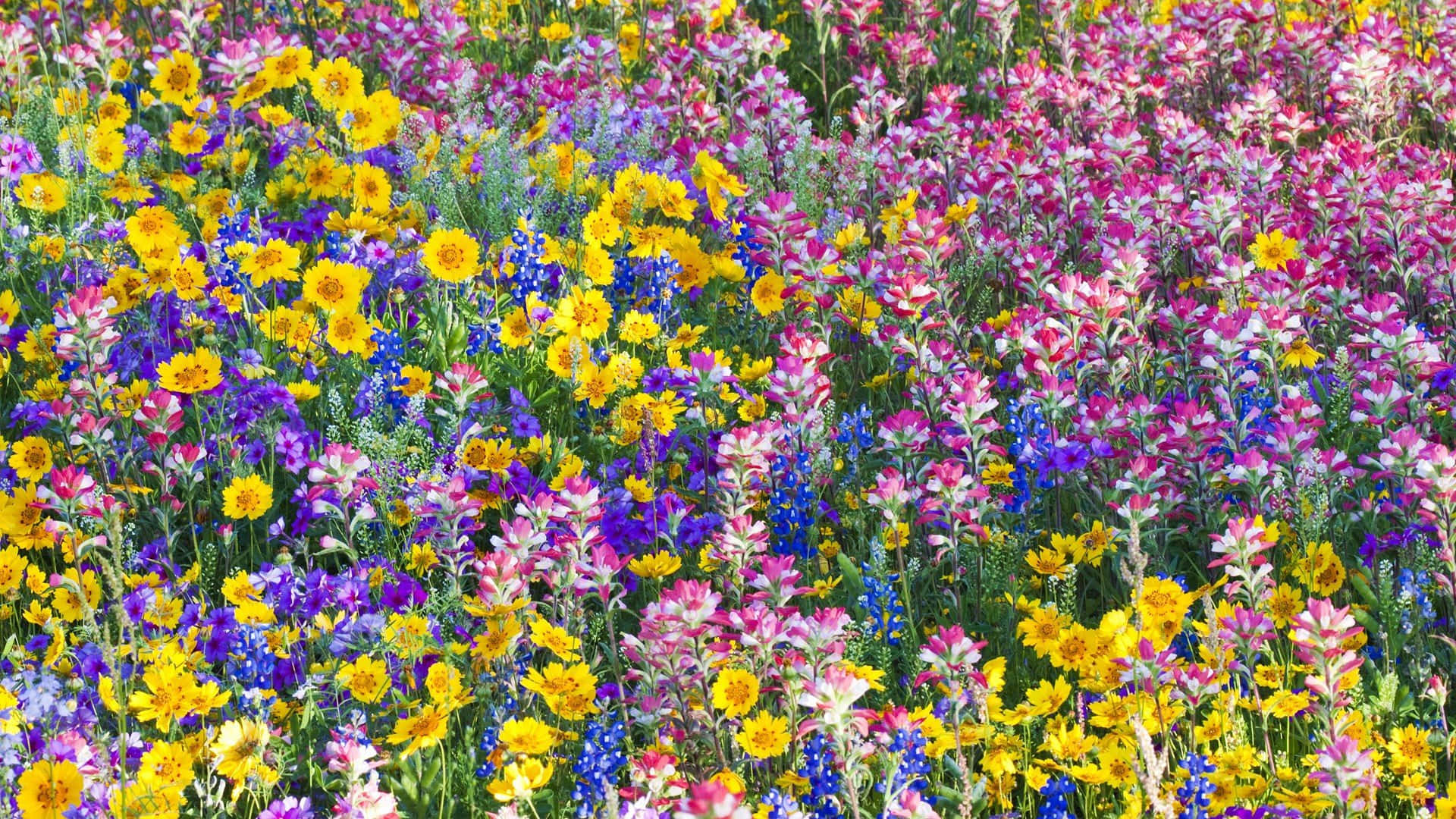 Colorful Wildflowers In A Garden Setting