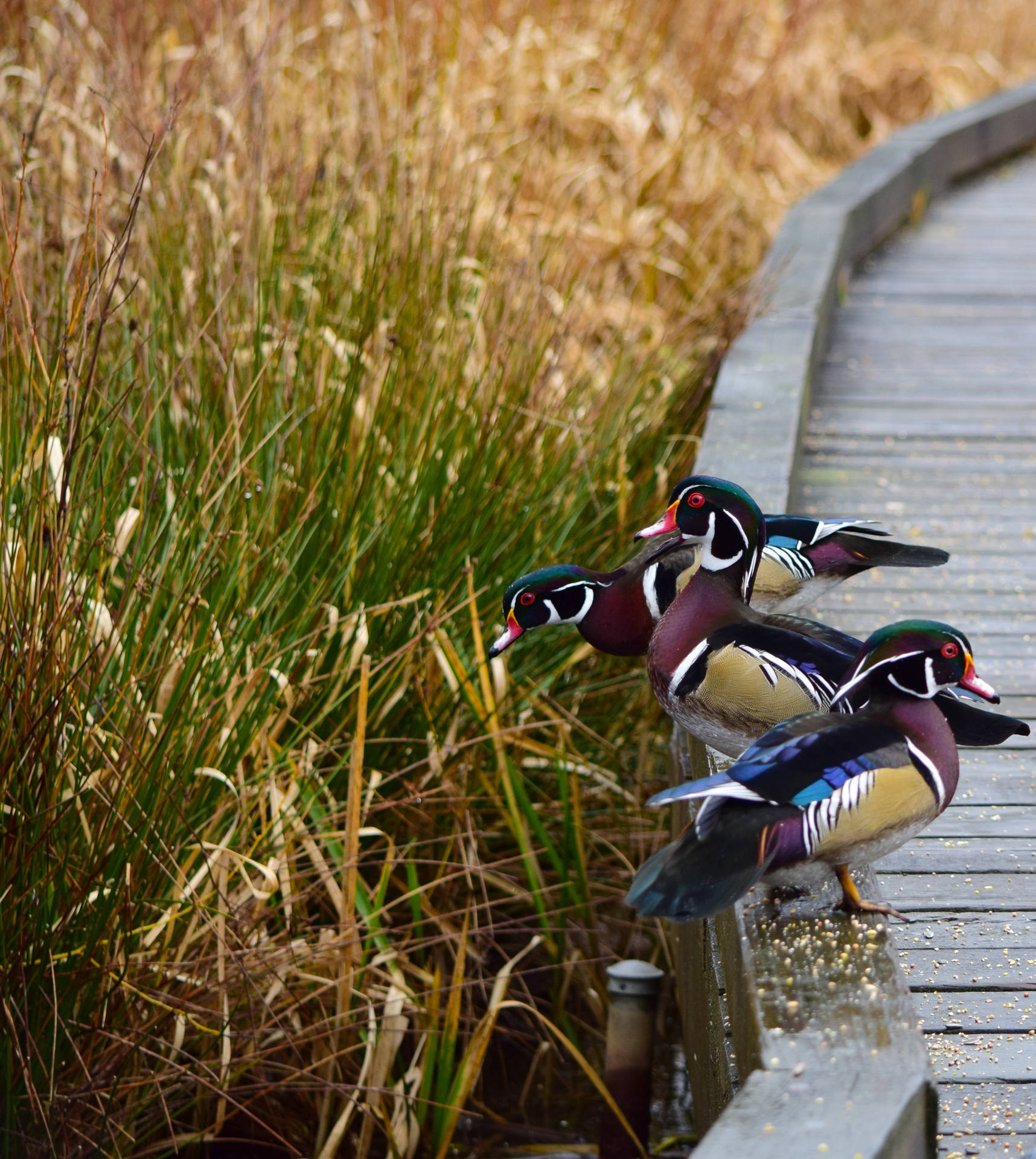 Colorful Wood Ducks Beautiful Birds Background