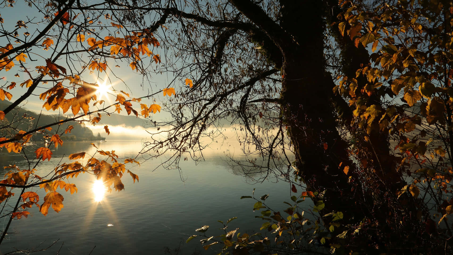 Colors Of The Season: An Autumnal Tree In Full Splendor Background