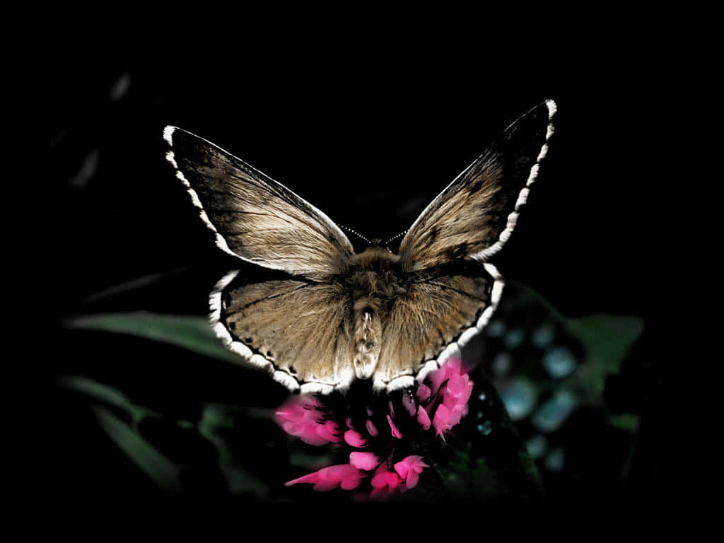 Colour Your World With The Unique Beauty Of Nature Background