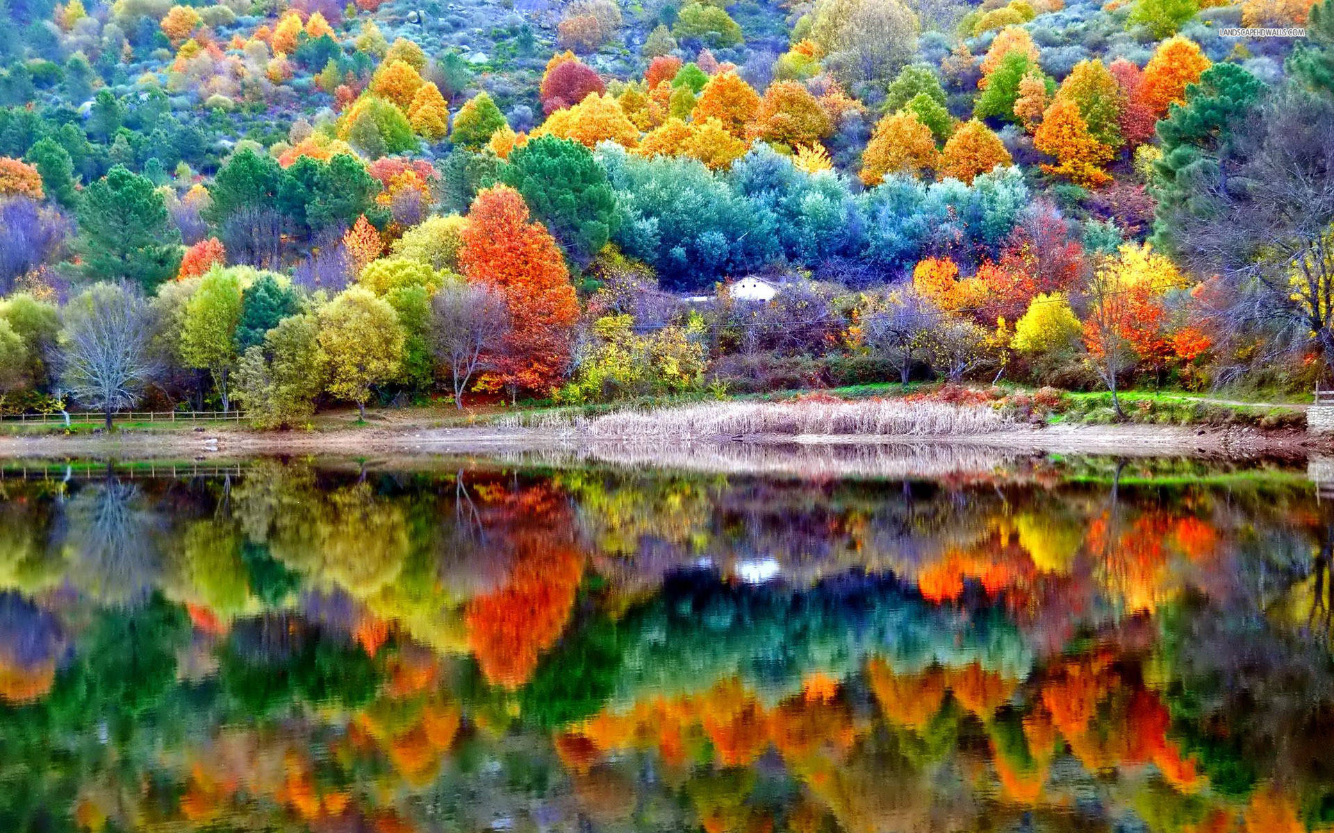 Colourful Forest Beautiful Autumn Desktop Background