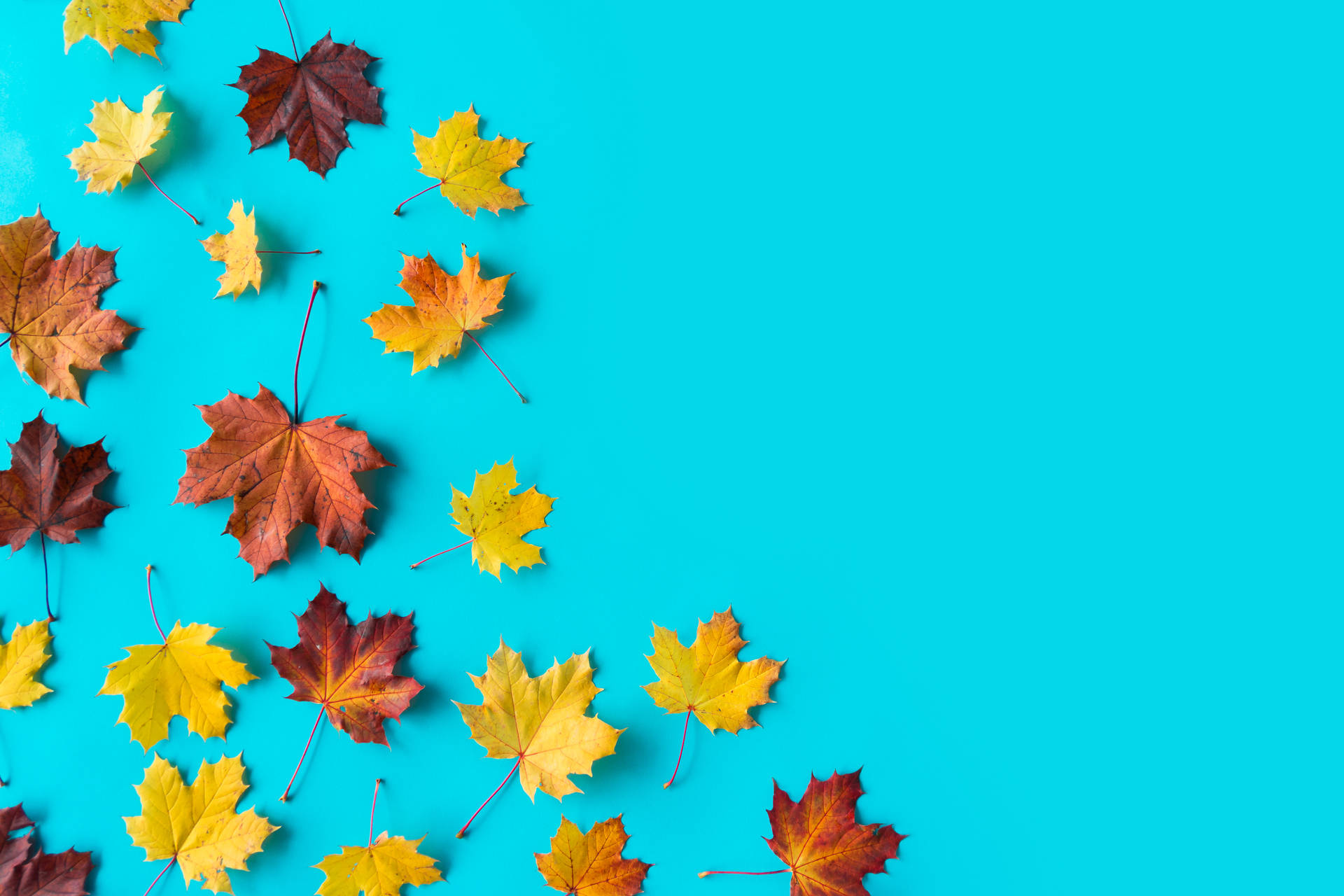 Colourful Maple Leaves Beautiful Autumn Desktop