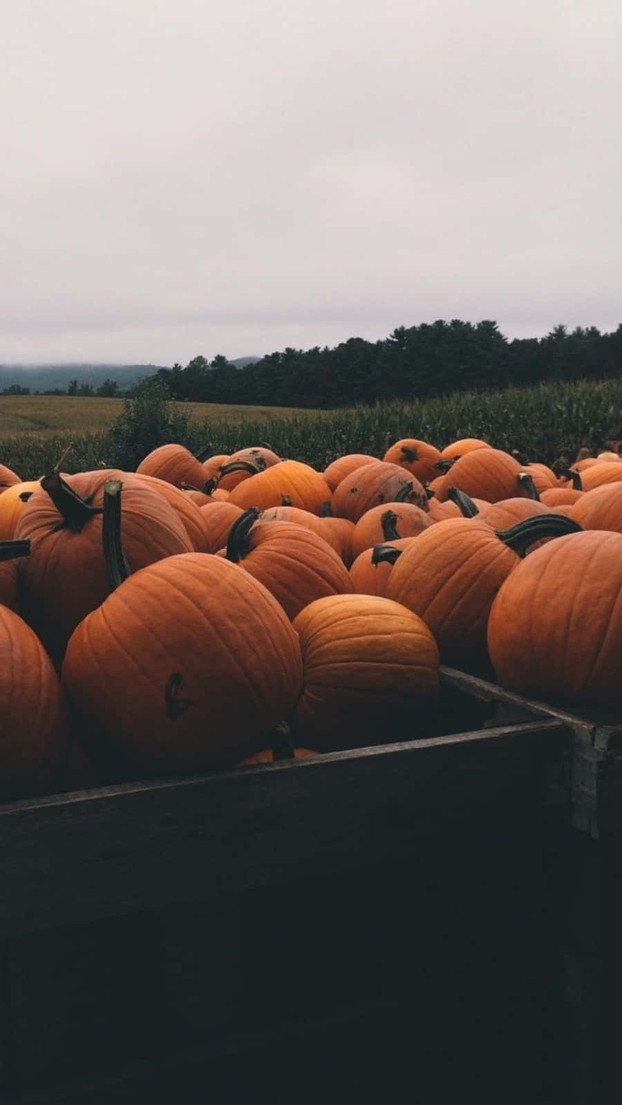 Come And Enjoy The Beauty Of Fall With Us! Background