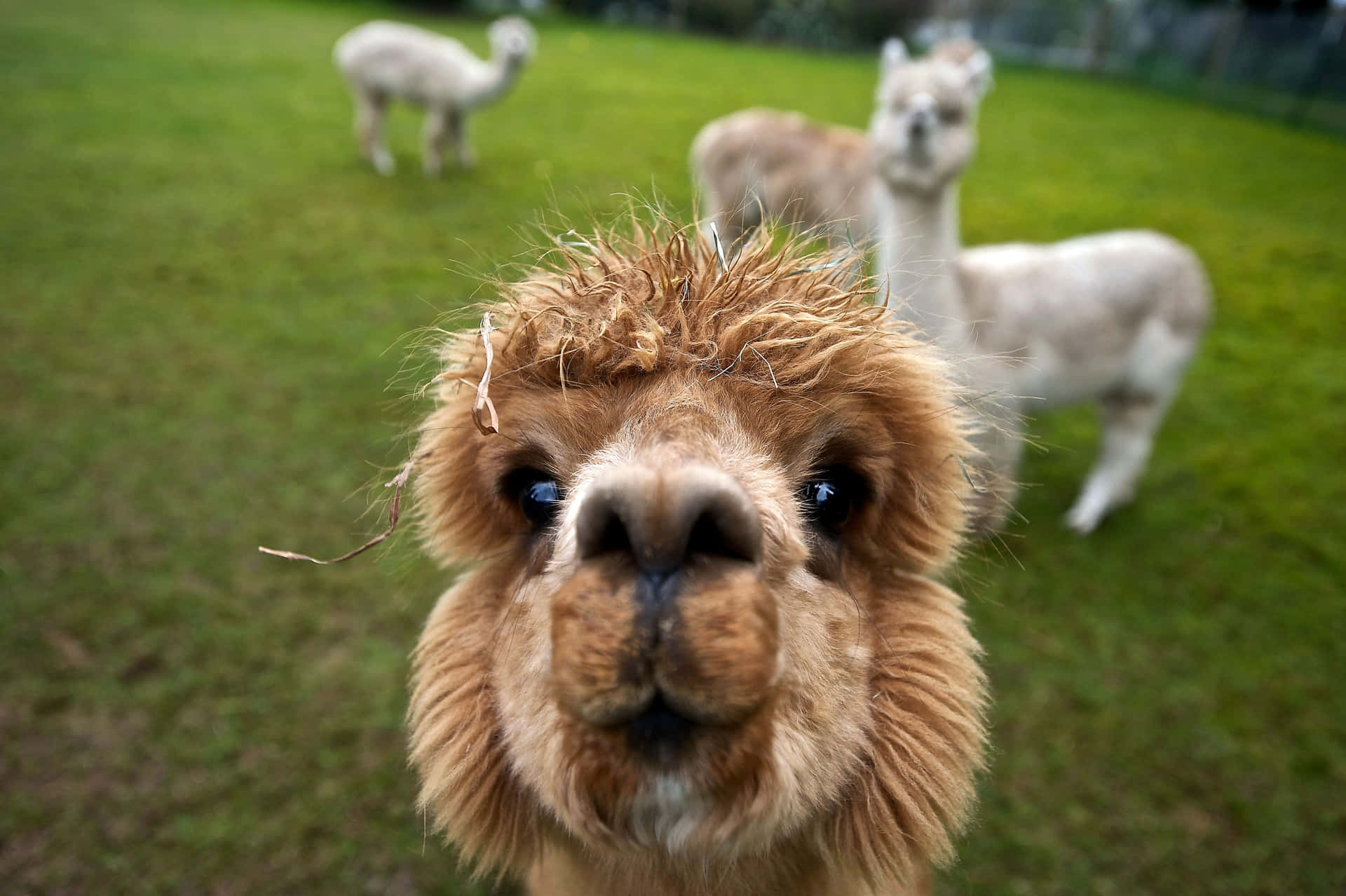 Come Meet Cute Llama! Background