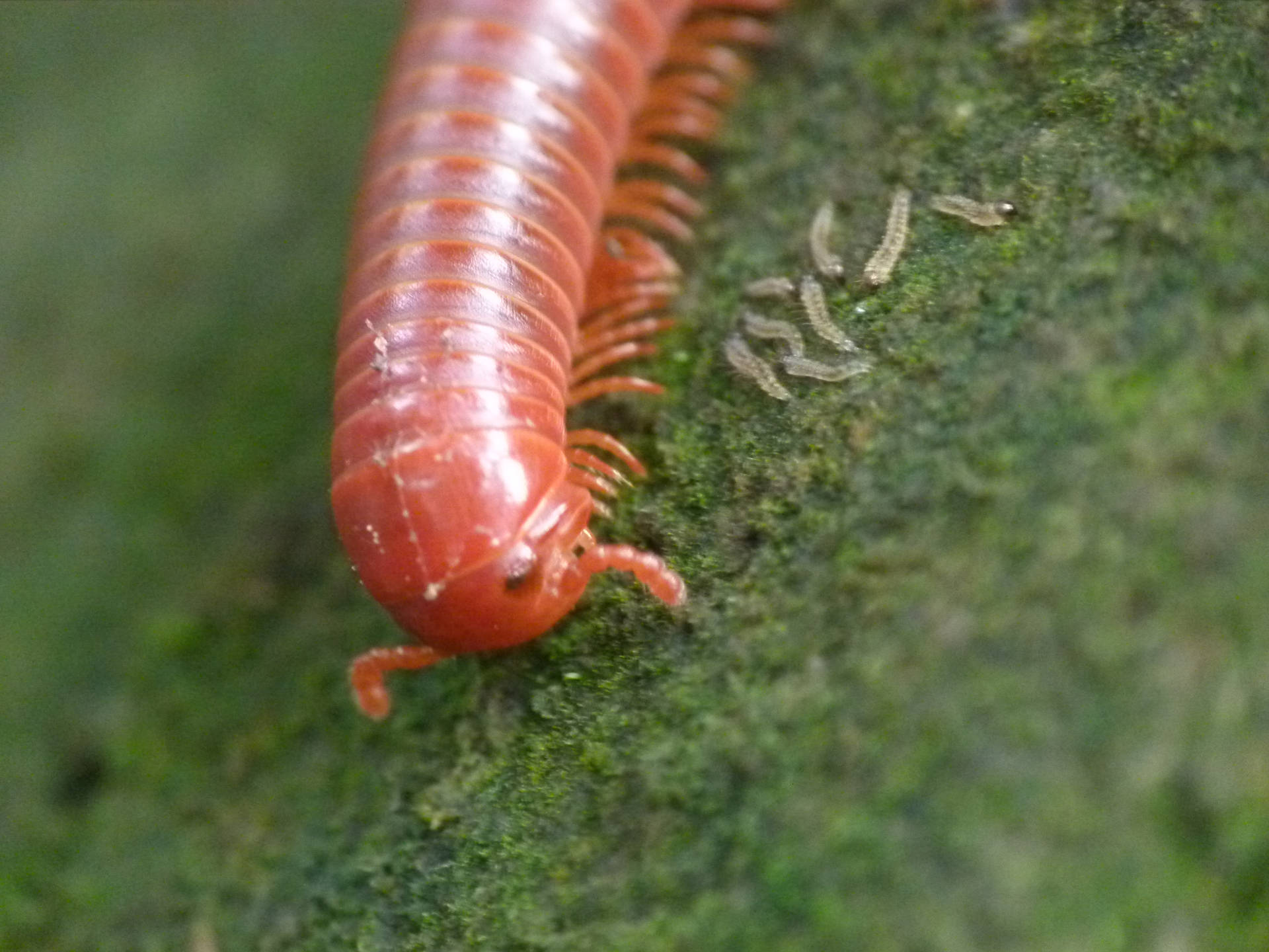 Common Asian Millipede On A Moss-covered Surface