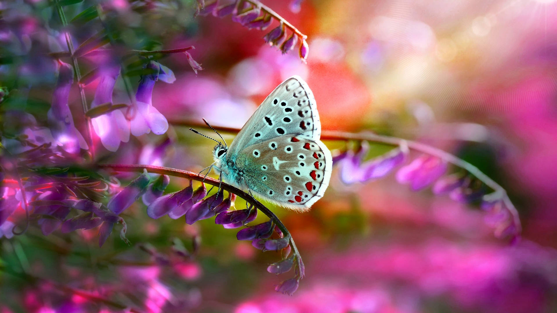 Common Blue Butterfly On Flower