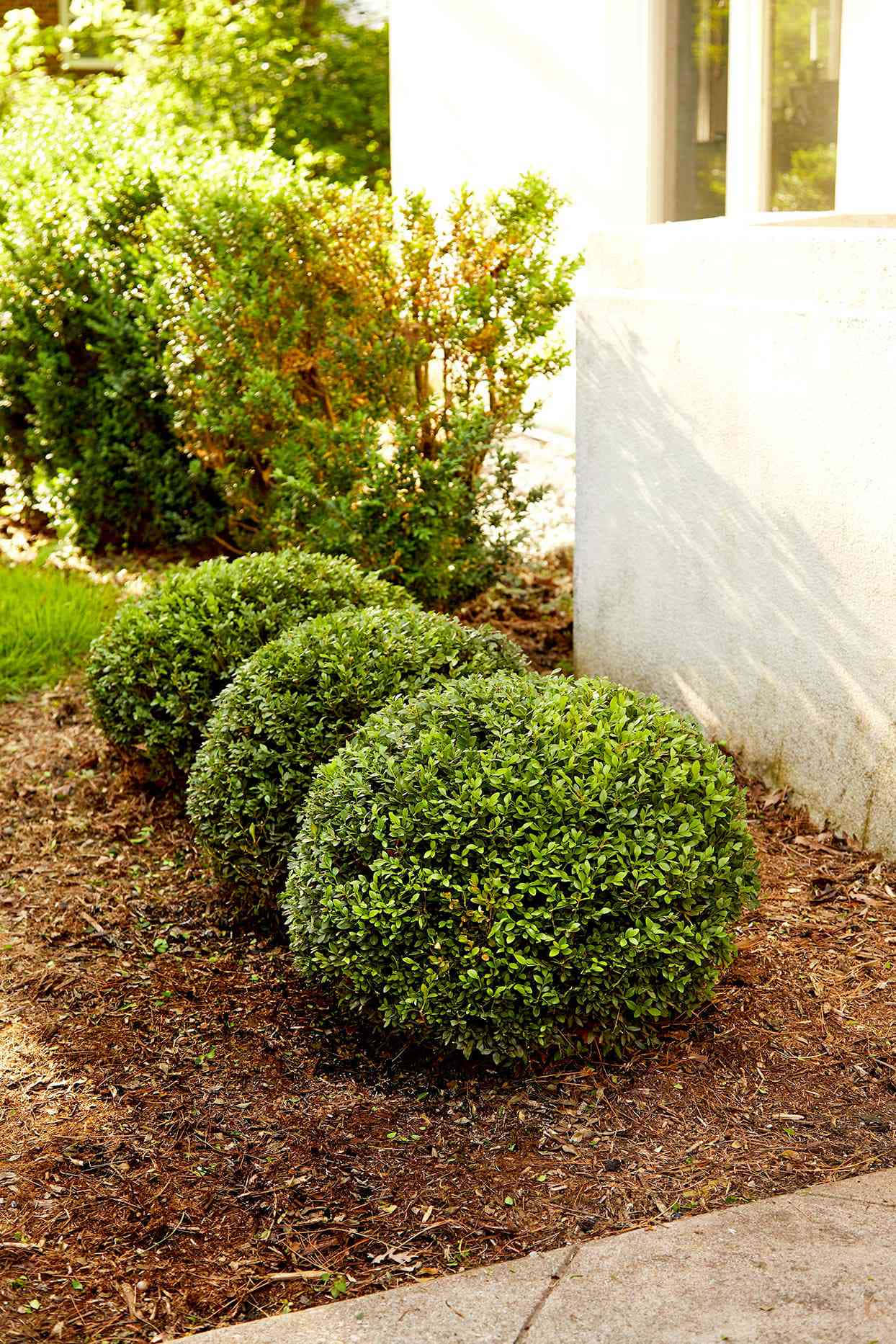 Common Box Bush Plant Box Background