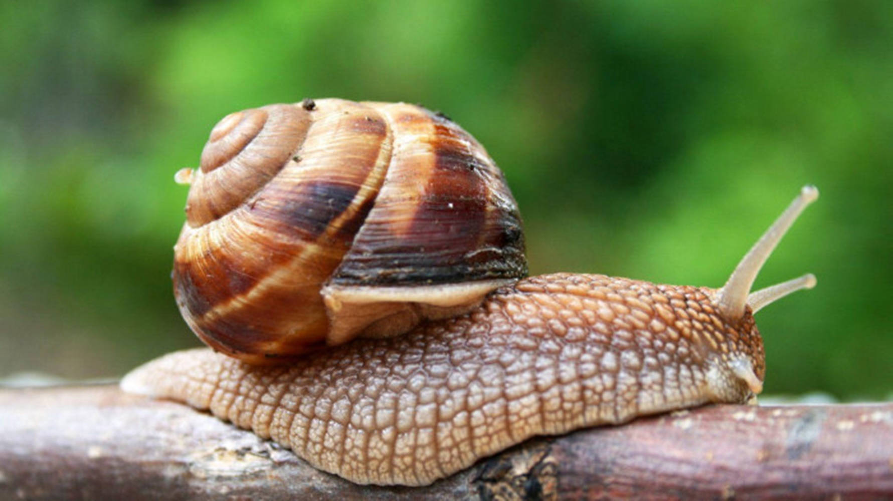 Common Brown Snail