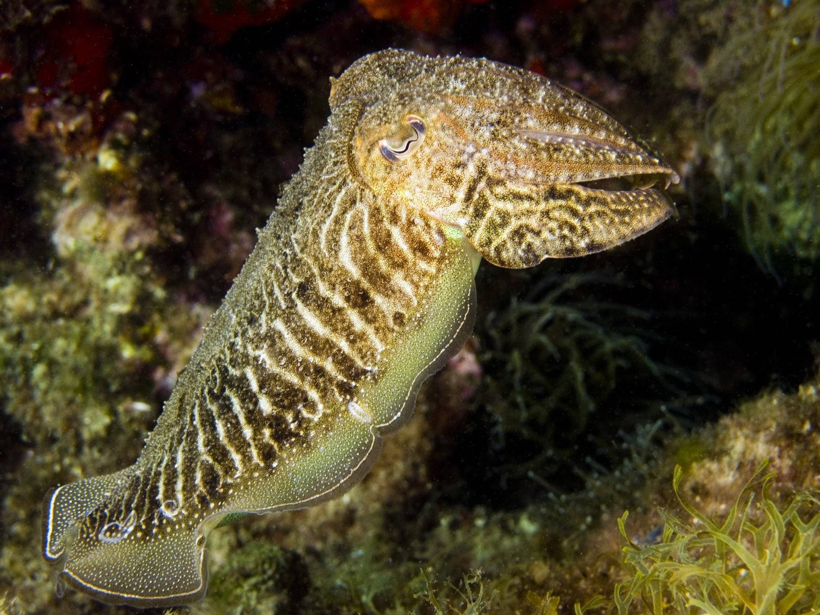 Common Cuttlefish In Sepia Color